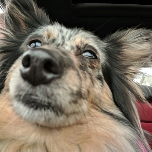 joypanicek